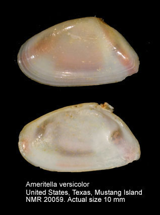 Ameritella versicolor.jpg - Ameritella versicolor(Kay,1843)